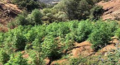 Bingöl'de 10 tarlaya kenevir operasyonu