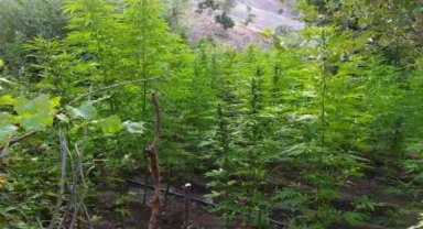 Bingöl'de 92 bin kök kenevire el kondu