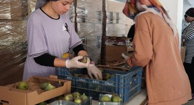 Bursa Mustafakemalpaşa'da üreticinin incir mesaisi başladı