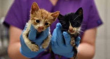 Bursa Osmangazi'de ziften hayata dönüş