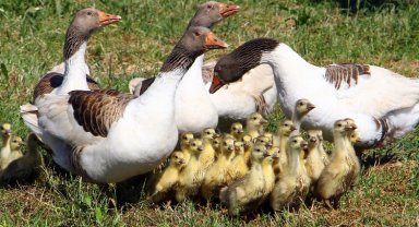 Bursa Yenişehir'de sansar ve tilkiler kümesleri kuruttu!