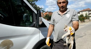 Bursa Yenişehir'de yaralı kediye belediye sahip çıktı