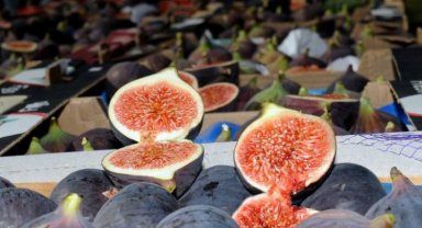 Bursa'da incir için ilk fiyatlar açıklandı