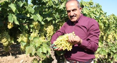 Çekirdeksiz üzümün ihracat yolculuğu başlıyor