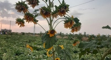 Diyarbakır'da 26 başlı ayçiçeği şaşırttı!