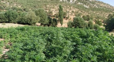 Diyarbakır'da milyonlarca kenevir ele geçirildi