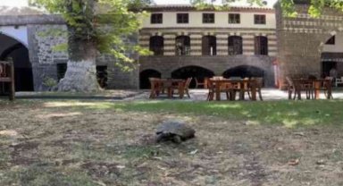 Diyarbakır'ın asırlık misafiri