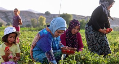 Domatesleri Emine Erdoğan topladı