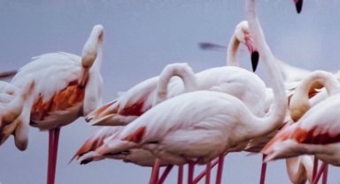 İzmir Çiğli'nin 'Pembe Misafierler'ine Los Angeles ödülü