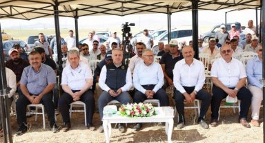 Kayseri Felahiye'de nohut hasadı başladı