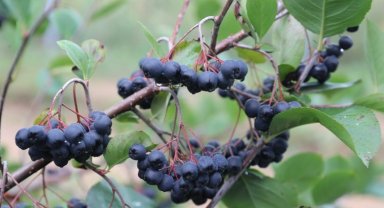 Kocaeli İzmit süper meyveyi sevdi... Aronyaya hibe destekler sürecek