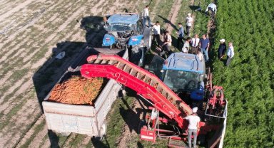 Konya'da havuç hasadı başladı