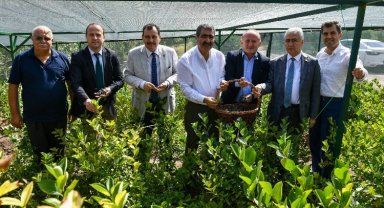 Mucize meyve aronya ikinci hasadını verdi