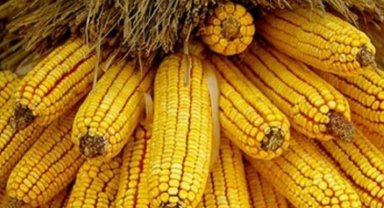 TMO mısır alım politikasını açıkladı