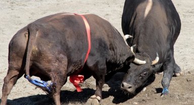 80 pehlivan boğa er meydanına çıkıyor!