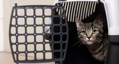 ABD'ye kedi getirecekler için güncel bilgiler