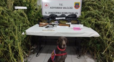 Adıyaman Gerger'de kenevir yetiştiriciliğine 1 tutuklama