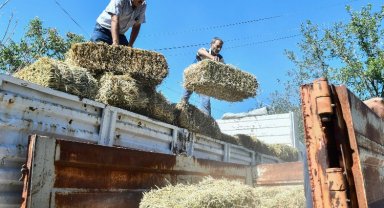Afetzede çiftçilere kaba yem desteği