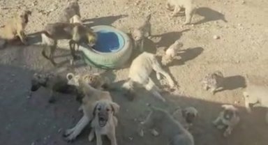 Aksaray Ortaköy'de köpekler zehirlenerek öldürülüyor!