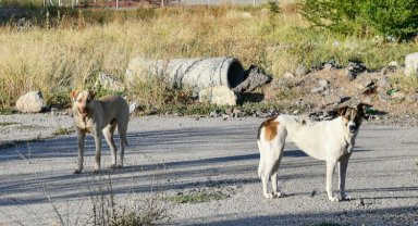 Başkent'te kısırlaştırma operasyonu
