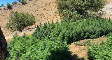 Bingöl'de terörün finans kaynaklarına darbe... 3 milyonu aşkın kök kenevir ele geçirildi