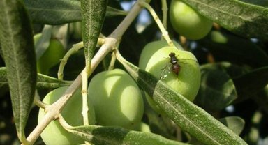 Bursa Mudanya'da zeytin sineği ile mücadele uyarısı