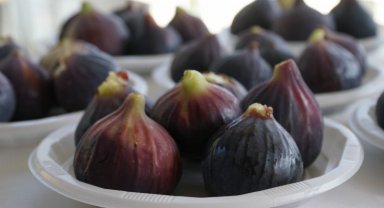 Bursa Mustafakemalpaşa'da 'İncir Festivali' heyecanı