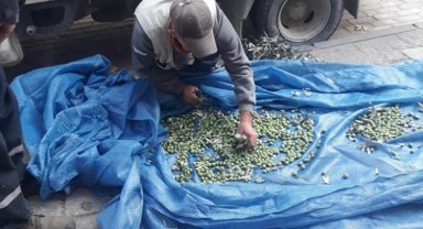 Bursa Orhangazi'de zeytinler ihtiyaç sahipleri için toplanıyor