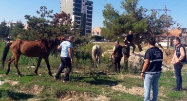 Bursa Osmangazi'de başıboş atlar Zabıta'dan kaçamadı!