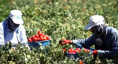 Bursa Yenişehirli çiftçi planlı ekim istiyor