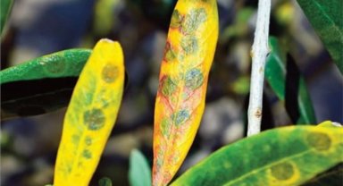 Bursalı üreticilere 'zeytin halkalı leke' ile mücadele uyarısı