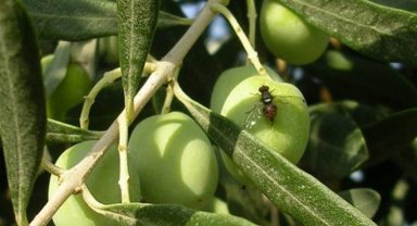 Bursa'nın iki ilçesinde daha zeytin sineği ile mücadele başladı