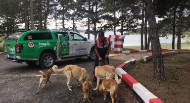 Edirne Jandarması'ndan sokak hayvanlarına mama