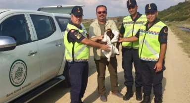 Edirne'de yaralı kartala Jandarma şefkati