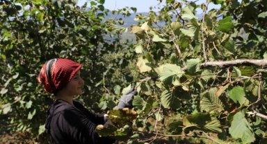 Fındık üreticisinin yüzü bu projeyle güldü