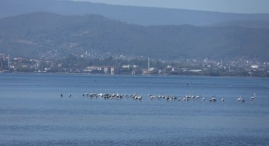 Flamingolar İzmit Körfezi'nde...