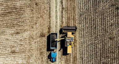Hibeler meyvesini verdi! Ankara'da ayçiçeği hasadı sevinci