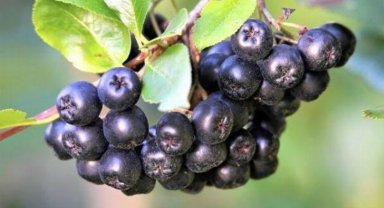 İzmit'te aronya fidanı desteğine başvurular başladı