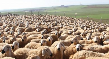 Küçükbaş hayvancılık da destek kapsamına alınmalı