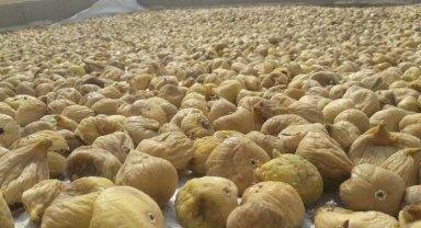 Kuru incir ihracatında hedef 70 bin ton