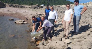 Manisa göletlerine 8 bin yavru sazan bırakıldı