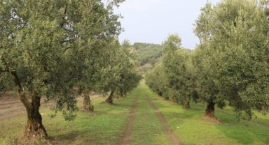 Marmarabirlik bu yıl zeytinde yüksek rekolte bekliyor