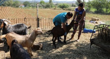 Mulğa'da 'Kıl Keçisi' projesi yüzleri güldürüyor