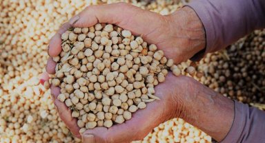 Nohut üreticisinin hasat sevinci