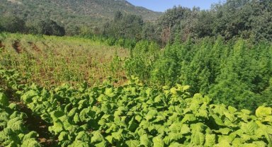 PKK'ya çifte darbe: 1,5 milyon kenevirle cephane ele geçirildi