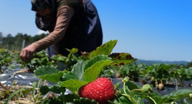 Sakarya'da 3 ayda 18 dönümden 20 tondan fazla organik çilek üretimi