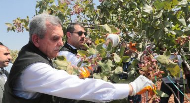 Şanlıurfa fıstıkta iddialı