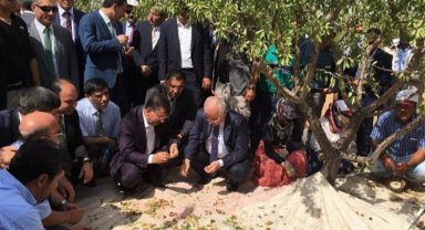 Şanlıurfa'da badem hasadına geri sayım