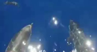 Saros Körfezi'nde Yunusların 'veda' dansı!