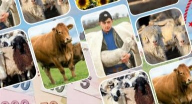 Sözleşmeli besiciliğe desteğin şartları belli oldu